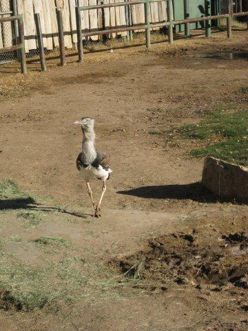 Kori Bustard
